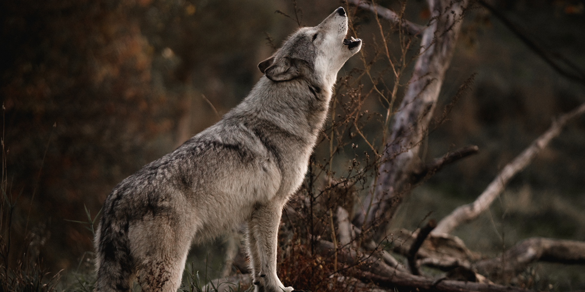 UCN-wolves-howling-speaking-2