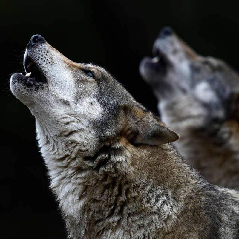 UCN-wolves-howling-speaking