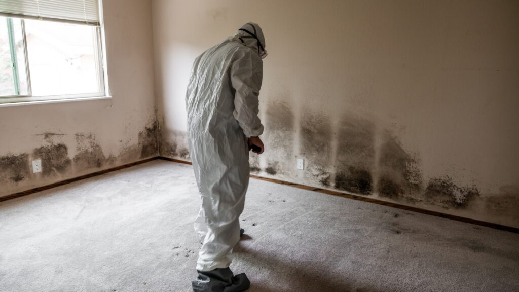 Mould Remediation Training